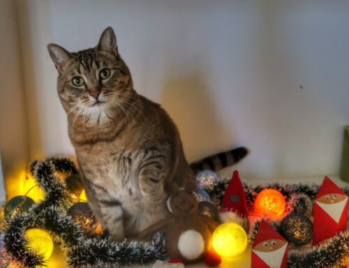 Välkyn virikekalenteri – Joulukalenteri kissoille!
