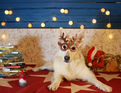 Välkyn virikekalenteri – Joulukalenteri koirille!