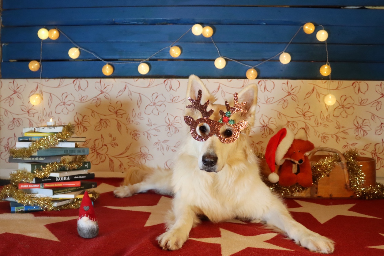 Välkyn virikekalenteri – Joulukalenteri koirille!